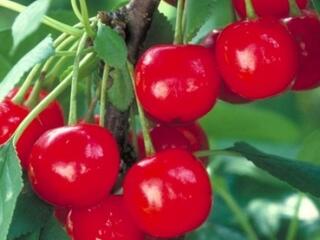 Nem volt meggy kartell