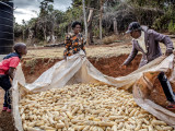 Kukorica betakarítása Kenyában (Fotó: FAO/Luis Tato)