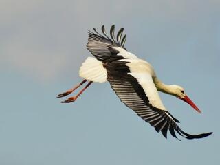 Vezess, kövess vagy szállj ki korábban – így vonulnak a gólyák 