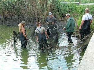 A potykáknak is árt az aszály