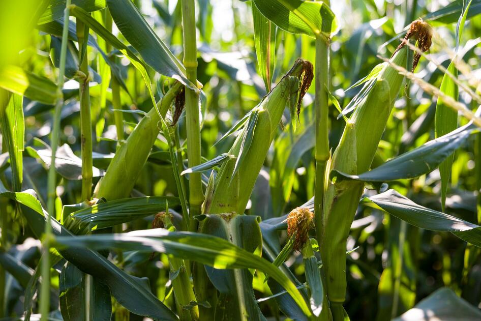 A hosszú távú cél az, hogy a paradicsomnál tapasztalt növekedésserkentő hatás a búza, a kukorica és más szántóföldi növények esetében is elérhető legyen