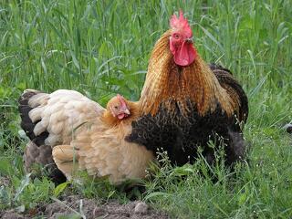 Drágulhatnak a csirkék is - áremelésre készülnek a baromfitartók