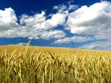 Ömlik az olcsó ukrán gabona Európába