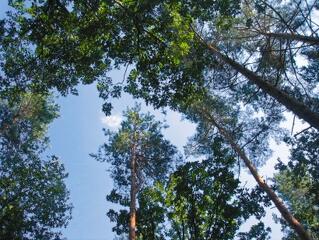 Elvándorolnak az erdők: 500 kilométeres elmozdulás