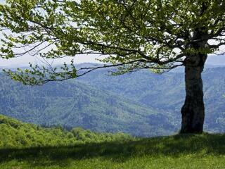 Klímaharc: mi lesz a magyar erdőkkel?