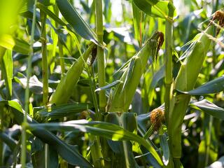Ki dönt majd arról, mit eszünk? Az EU lazítana a GMO-szabályok