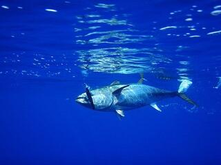 Szabályosan rászoknak a halak a műanyagra