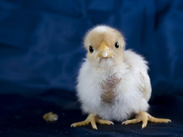 Baj van az ukrán csirkével? (Fotó: Flickr)