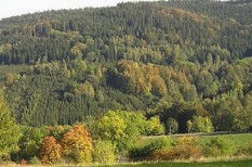 e-számla, erdő, fenntarthatóság, papír e-számla, erdő, fenntarthatóság, papír