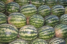 agrár, agrárfinanszírozás, agrártámogatás, dinnye, gvh, kartell, mezőgazdaság, mezőgazdasági árak agrár, agrárfinanszírozás, agrártámogatás, dinnye, gvh, kartell, mezőgazdaság, mezőgazdasági árak
