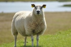 agrárfinanszírozás, agrártámogatás, aszály, fagykár, mezőgazdaság, mezőgazdasági árak agrárfinanszírozás, agrártámogatás, aszály, fagykár, mezőgazdaság, mezőgazdasági árak