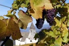 agrártámogatás, borászat, mezőgazdaság agrártámogatás, borászat, mezőgazdaság