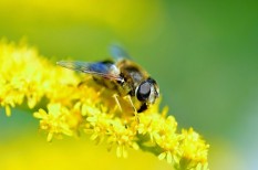 állat, beporzás, betiltás, biodiverzitás, brüsszel, élelmiszer, eu, fajpusztulás, kemikália, meh, neonikotinoid, növényvédőszer, ökoszisztéma, rovarirtószer, tápláléklánc, vegyipar állat, beporzás, betiltás, biodiverzitás, brüsszel, élelmiszer, eu, fajpusztulás, kemikália, meh, neonikotinoid, növényvédőszer, ökoszisztéma, rovarirtószer, tápláléklánc, vegyipar