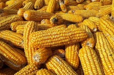 agrár, kukorica, kukoricatermés agrár, kukorica, kukoricatermés