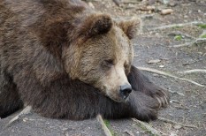 állatvédelem, környezetvédelem, medve, természetvédelem, wwf állatvédelem, környezetvédelem, medve, természetvédelem, wwf