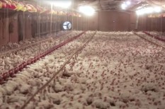 agrár, állattenyésztés, antibiotikum, antibiotikum rezisztencia, eledel, élelmiszeripar, elhízás, étrend, mezőgazdaság, multi, növénytermesztés, ökolábnyom, tudatos fogyasztó, vegyipar, vegyszer agrár, állattenyésztés, antibiotikum, antibiotikum rezisztencia, eledel, élelmiszeripar, elhízás, étrend, mezőgazdaság, multi, növénytermesztés, ökolábnyom, tudatos fogyasztó, vegyipar, vegyszer