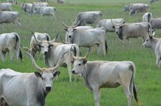 agrártámogatások, állat, marhahús, mezőgazdaság, szarvasmarha, tej agrártámogatások, állat, marhahús, mezőgazdaság, szarvasmarha, tej