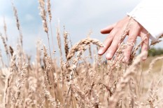 agrár, ázsia, gabona, kultúra, mezőgazdaság, pszichológia, rizs agrár, ázsia, gabona, kultúra, mezőgazdaság, pszichológia, rizs