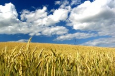 fao, gabona, gabonaárak, mezőgazdaság, vásárlási kedv fao, gabona, gabonaárak, mezőgazdaság, vásárlási kedv
