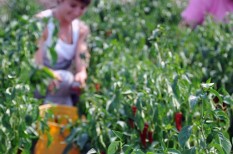 export, hungarikum, mezőgazdaság, növénytermesztés, paprika export, hungarikum, mezőgazdaság, növénytermesztés, paprika