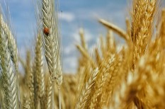 aratás, élelmiszer-kereskedelem, élelmiszerbiztonság, mezőgazdaság aratás, élelmiszer-kereskedelem, élelmiszerbiztonság, mezőgazdaság