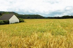 búza, gabona, mezőgazdaság, növénytermesztés, őszi búza, vetőmag búza, gabona, mezőgazdaság, növénytermesztés, őszi búza, vetőmag