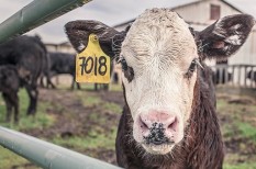 agrártámogatások, fagykár, kavosz, vállalati hitelezés agrártámogatások, fagykár, kavosz, vállalati hitelezés