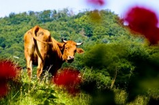 agrár-kárenyhítés, agrárbiztosítás, agrárium, biztosítás, díjtámogatott biztosítás, egységes kérelem, kárenyhítés, költségkímélés, mezőgazdaság, mezőgazdasági biztosítás agrár-kárenyhítés, agrárbiztosítás, agrárium, biztosítás, díjtámogatott biztosítás, egységes kérelem, kárenyhítés, költségkímélés, mezőgazdaság, mezőgazdasági biztosítás