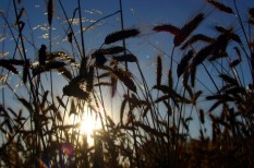 agrár pályázat, agrárium agrár pályázat, agrárium
