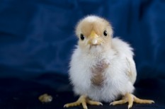 agrártámogatás, állattartás, mezőgazdaság agrártámogatás, állattartás, mezőgazdaság
