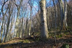 erdő, környezetvédelem, magyar tudományos akadémia, tudomány erdő, környezetvédelem, magyar tudományos akadémia, tudomány