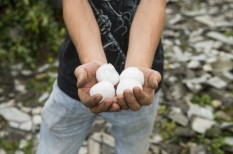 agrártámogatások, kárenyhítés, mezőgazdaság, viharkárok agrártámogatások, kárenyhítés, mezőgazdaság, viharkárok
