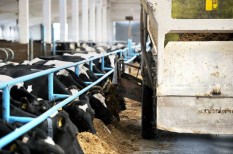 állattartás, antibiotikum rezisztencia, élelmiszerbiztonság, fao, fenntartható mezőgazdaság, mezőgazdaság állattartás, antibiotikum rezisztencia, élelmiszerbiztonság, fao, fenntartható mezőgazdaság, mezőgazdaság