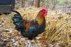 állategészségügy, állattartás, élelmiszerbiztonság, madárinfluenza, mezőgazdaság állategészségügy, állattartás, élelmiszerbiztonság, madárinfluenza, mezőgazdaság