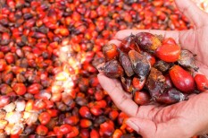 agrárium, beszállítói lánc, csokoládé, emisszió, erdőirtás, fenntartható, környezetvédelem, mezőgazdaság, nestle, növénytermesztés, olajpálma, őserdő, pálmaolaj, unilever agrárium, beszállítói lánc, csokoládé, emisszió, erdőirtás, fenntartható, környezetvédelem, mezőgazdaság, nestle, növénytermesztés, olajpálma, őserdő, pálmaolaj, unilever