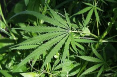 áruhiány, kábítószer, kanada, készlethiány, legalizáció, marihuána áruhiány, kábítószer, kanada, készlethiány, legalizáció, marihuána
