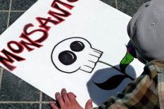 agrár, donald trump, engedély, epa, génmódosított, gmo, gyomirtó, károsanyag, kemikália, mezőgazdaság, monsanto, növényvédőszer, rezisztencia, termés, vegyipar, vetőmag agrár, donald trump, engedély, epa, génmódosított, gmo, gyomirtó, károsanyag, kemikália, mezőgazdaság, monsanto, növényvédőszer, rezisztencia, termés, vegyipar, vetőmag