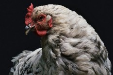 agrárium, baromfi, kárpótlás, madárinfluenza, mezőgazdaság agrárium, baromfi, kárpótlás, madárinfluenza, mezőgazdaság