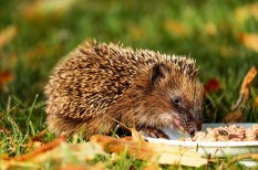 fajpusztulás, gerinces fajok, gerinceses, klímaváltozás, környezetvédelem, ökolábnyom, tömeges kihalás fajpusztulás, gerinces fajok, gerinceses, klímaváltozás, környezetvédelem, ökolábnyom, tömeges kihalás