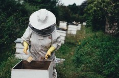 agrártámogatások, méhészet, mezőgazdaság agrártámogatások, méhészet, mezőgazdaság