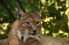 állatvédelem, hiúz, környezetvédelem, nagymacska, veszélyeztetett faj, wwf, zemplén állatvédelem, hiúz, környezetvédelem, nagymacska, veszélyeztetett faj, wwf, zemplén