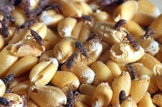 gabonatermesztés, kártevő, mezőgazaság, raktározás gabonatermesztés, kártevő, mezőgazaság, raktározás