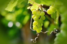 agrártámogatás, kártevő, mezőgazdaság agrártámogatás, kártevő, mezőgazdaság