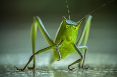 angelina jolie, ázsia, bogár, coop, egészséges, élelem, élelmezés, élelmiszer, élelmiszerbiztonság, emberiség, étel, étkezés, étrend, fehérje, globális kihívások, ikea, ízeltlábú, népszaporulat, rovar angelina jolie, ázsia, bogár, coop, egészséges, élelem, élelmezés, élelmiszer, élelmiszerbiztonság, emberiség, étel, étkezés, étrend, fehérje, globális kihívások, ikea, ízeltlábú, népszaporulat, rovar