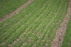 agrárium, gabonapiac, mezőgazdaság agrárium, gabonapiac, mezőgazdaság