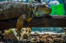 áramszünet, kockázatkezelés, üzleti kockázatok áramszünet, kockázatkezelés, üzleti kockázatok